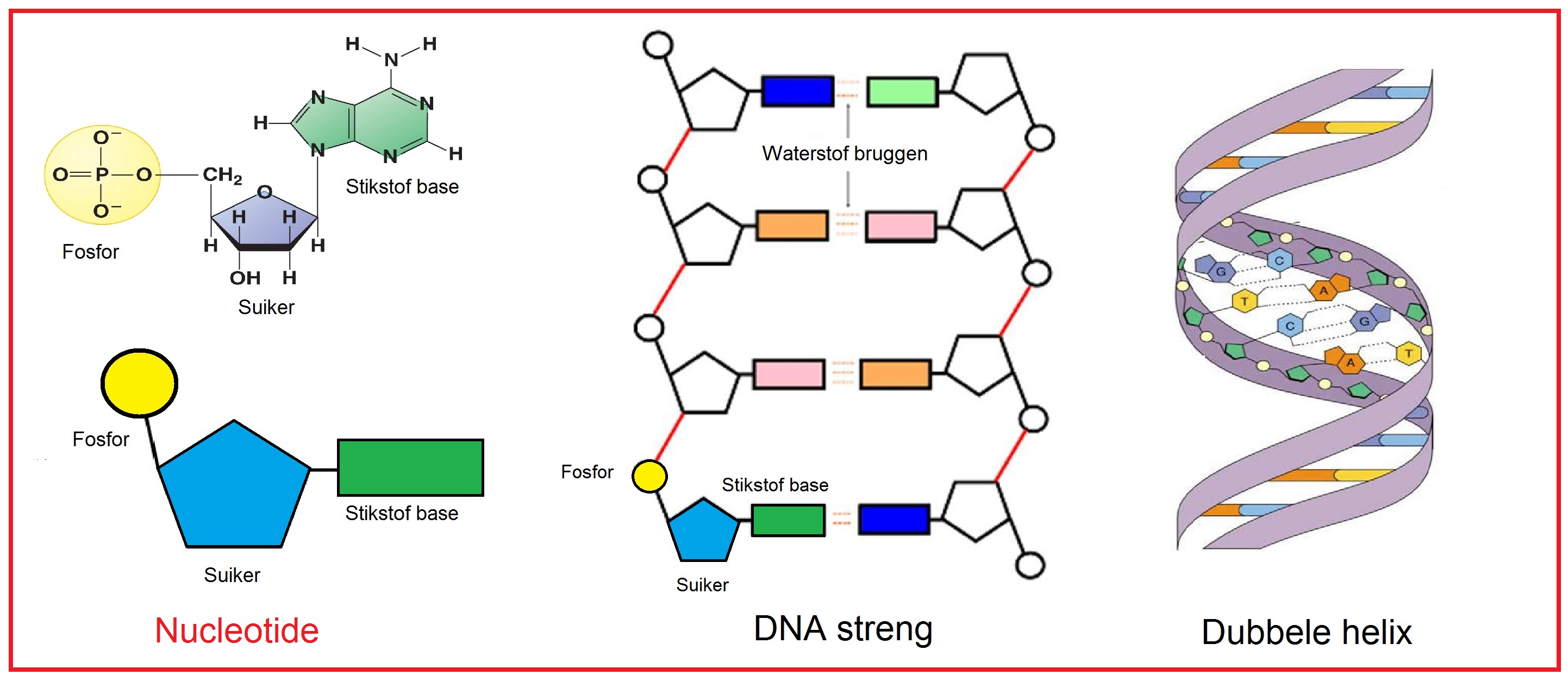 DNA opbouw.