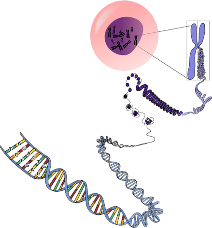 DNA genetics